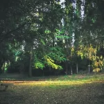 Vianci